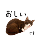 ぶさかわ猫チョコのリアルスタンプ（個別スタンプ：31）