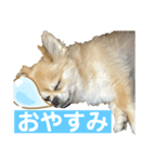 おまめのにちじょう03（個別スタンプ：2）