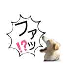『しろ』は譲渡犬⑤（個別スタンプ：2）