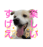 『しろ』は譲渡犬⑤（個別スタンプ：3）