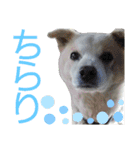 『しろ』は譲渡犬⑤（個別スタンプ：4）