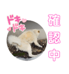 『しろ』は譲渡犬⑤（個別スタンプ：5）