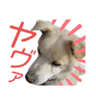 『しろ』は譲渡犬⑤（個別スタンプ：6）
