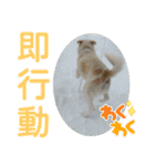『しろ』は譲渡犬⑤（個別スタンプ：7）