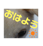 『しろ』は譲渡犬⑤（個別スタンプ：8）