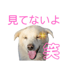 『しろ』は譲渡犬⑤（個別スタンプ：10）