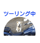 『しろ』は譲渡犬⑤（個別スタンプ：11）