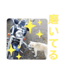 『しろ』は譲渡犬⑤（個別スタンプ：12）
