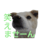 『しろ』は譲渡犬⑤（個別スタンプ：14）