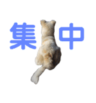 『しろ』は譲渡犬⑤（個別スタンプ：16）