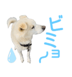 『しろ』は譲渡犬⑤（個別スタンプ：17）