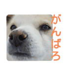 『しろ』は譲渡犬⑤（個別スタンプ：18）