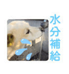 『しろ』は譲渡犬⑤（個別スタンプ：19）