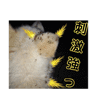 『しろ』は譲渡犬⑤（個別スタンプ：20）