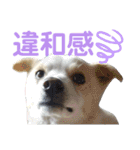 『しろ』は譲渡犬⑤（個別スタンプ：21）