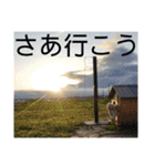 『しろ』は譲渡犬⑤（個別スタンプ：23）