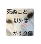 『しろ』は譲渡犬⑤（個別スタンプ：24）