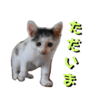 べる君の日常スタンプ（個別スタンプ：19）