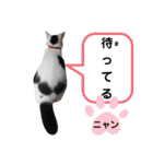 べる君の日常スタンプ（個別スタンプ：25）