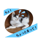 べる君の日常スタンプ（個別スタンプ：31）
