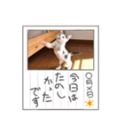 べる君の日常スタンプ（個別スタンプ：35）