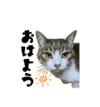 猫のはなまるスタンプ（個別スタンプ：1）