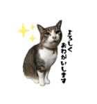 猫のはなまるスタンプ（個別スタンプ：2）