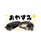猫のはなまるスタンプ（個別スタンプ：3）