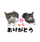猫のはなまるスタンプ（個別スタンプ：4）