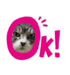 猫のはなまるスタンプ（個別スタンプ：6）