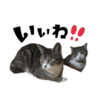 猫のはなまるスタンプ（個別スタンプ：8）