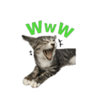猫のはなまるスタンプ（個別スタンプ：9）