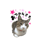 猫のはなまるスタンプ（個別スタンプ：12）