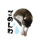 猫のはなまるスタンプ（個別スタンプ：16）