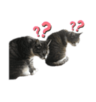 猫のはなまるスタンプ（個別スタンプ：17）