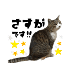 猫のはなまるスタンプ（個別スタンプ：19）
