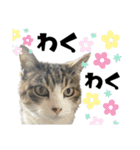 猫のはなまるスタンプ（個別スタンプ：20）