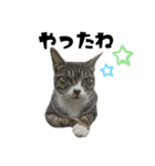 猫のはなまるスタンプ（個別スタンプ：22）