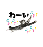 猫のはなまるスタンプ（個別スタンプ：23）