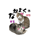 猫のはなまるスタンプ（個別スタンプ：24）
