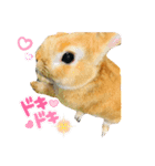 うさぎのマロンちゃん〜第2弾〜（個別スタンプ：5）
