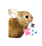 うさぎのマロンちゃん〜第2弾〜（個別スタンプ：9）