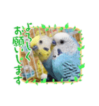 ∞セキセイインコの家族（個別スタンプ：12）