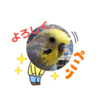 ∞セキセイインコの家族（個別スタンプ：13）