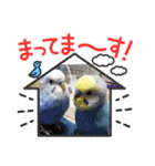 ∞セキセイインコの家族（個別スタンプ：21）