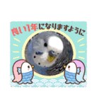 ∞セキセイインコの家族（個別スタンプ：28）