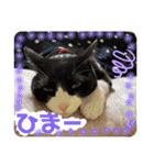 うちの子.02（個別スタンプ：5）