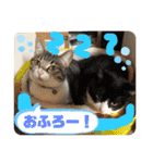 うちの子.02（個別スタンプ：10）