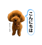こむぎ禄（個別スタンプ：2）