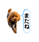 こむぎ禄（個別スタンプ：9）